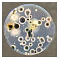 Cultivo de hongos bactericidas.